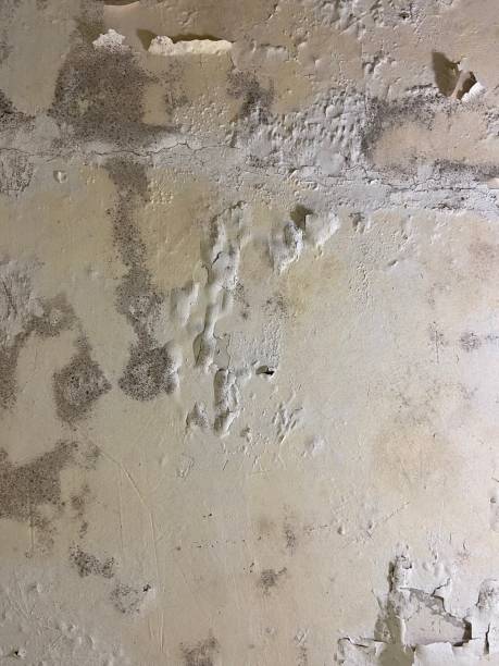 Best Insurance-Related Mold Remediation in Harrah, OK