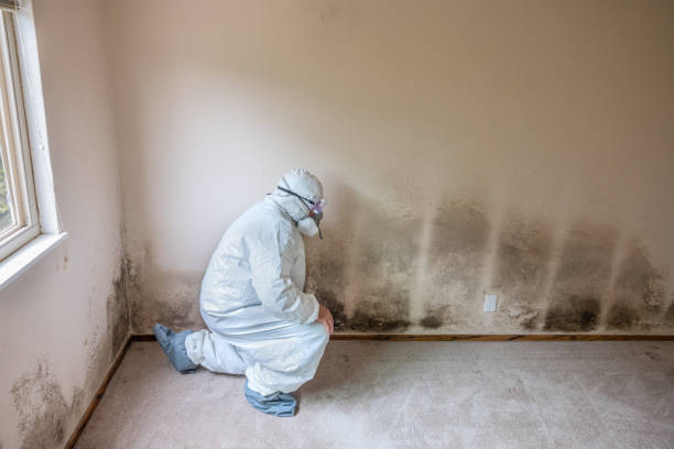 Best Localized Mold Remediation (e.g., coastal areas, humid climates) in Harrah, OK